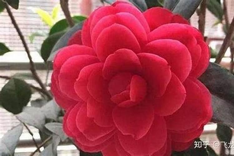 山茶花怎么施肥,山茶花怎么施肥？