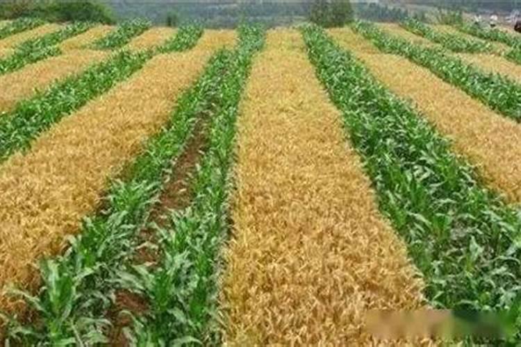 农用的复合肥可以种花树吗 种地的复合肥能给花用吗