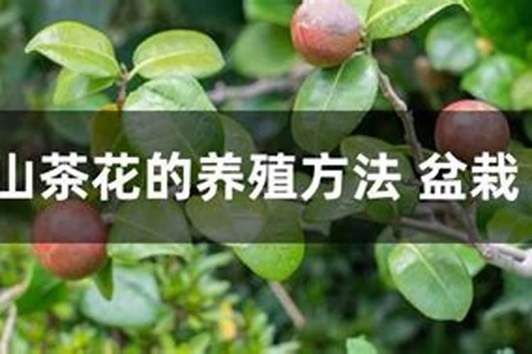 夏天怎么样种四季山茶花 夏天如何种四季山茶花