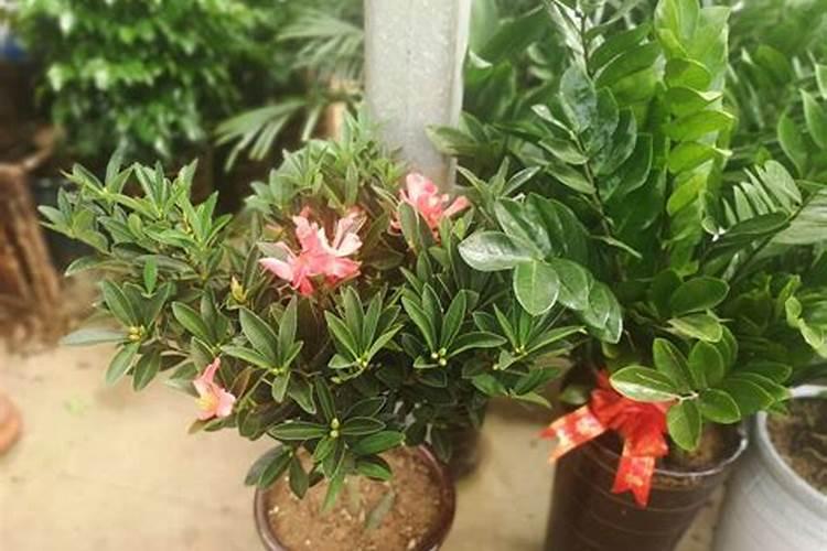四季山茶花的养殖方法和注意事项