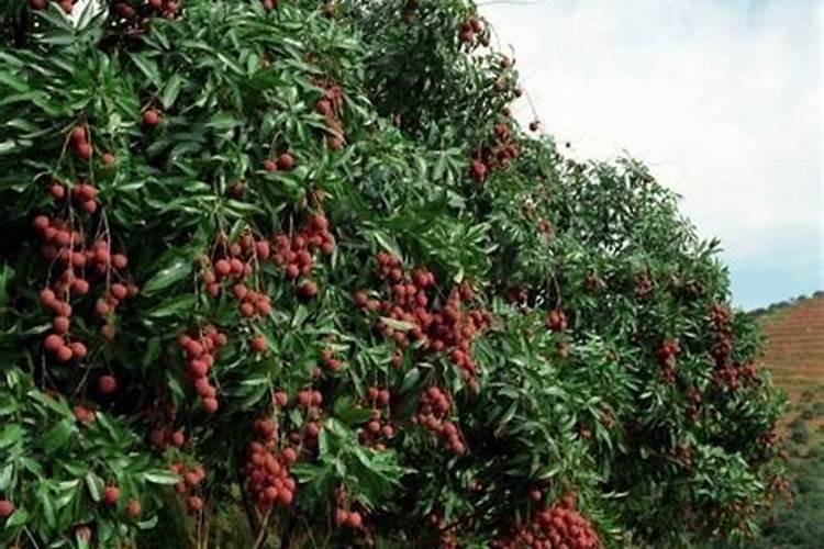 荔枝用什么果树水溶肥能增甜耐储