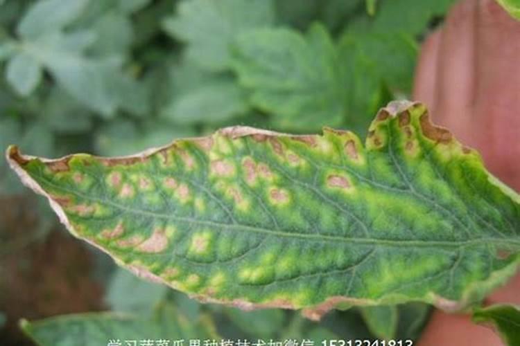 番茄缺钾的主要症状是什么？怎样防治？