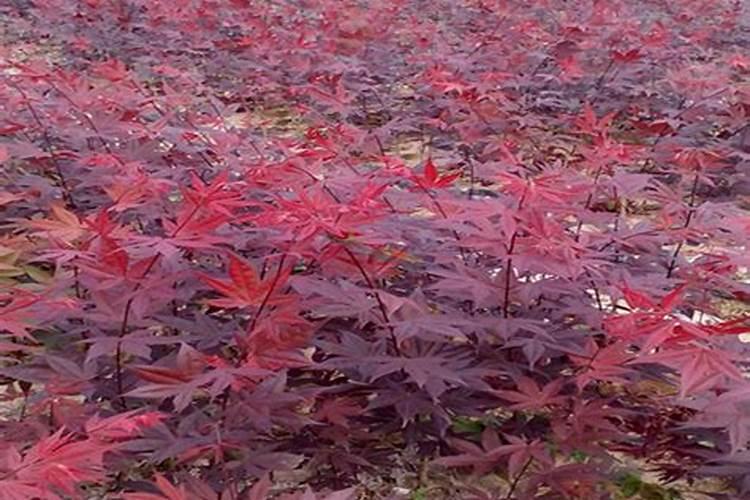 枫叶需什么肥才红
