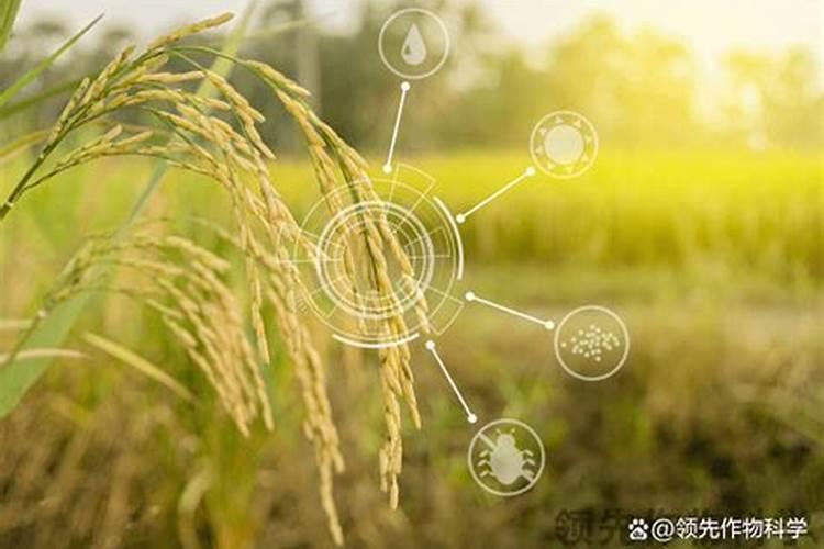 喷什么叶面肥芹菜长得快 喷施方法有哪些
