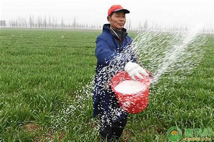 黄瓜苗受农药了变蔫了怎么恢复