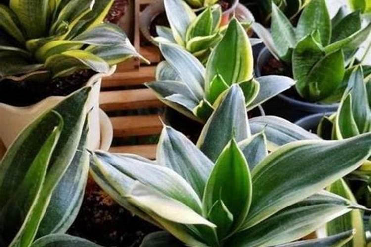 氮肥养花使用方法有什么？