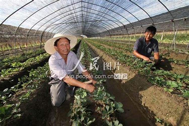 草莓用什么肥料好