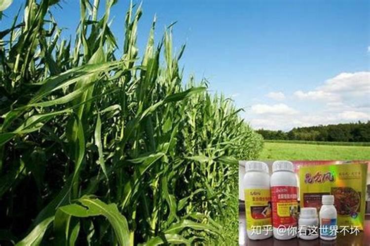 种植玉米一般施肥用什么化肥