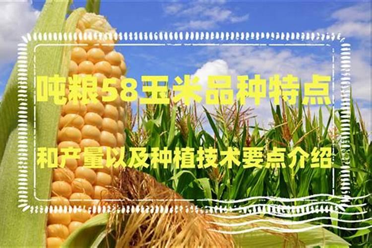 亩产2000斤玉米种子,“吨粮”难实现吗？如何选购高产品种？