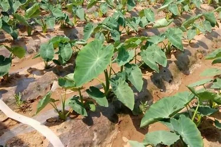 芋头施肥时间和方法