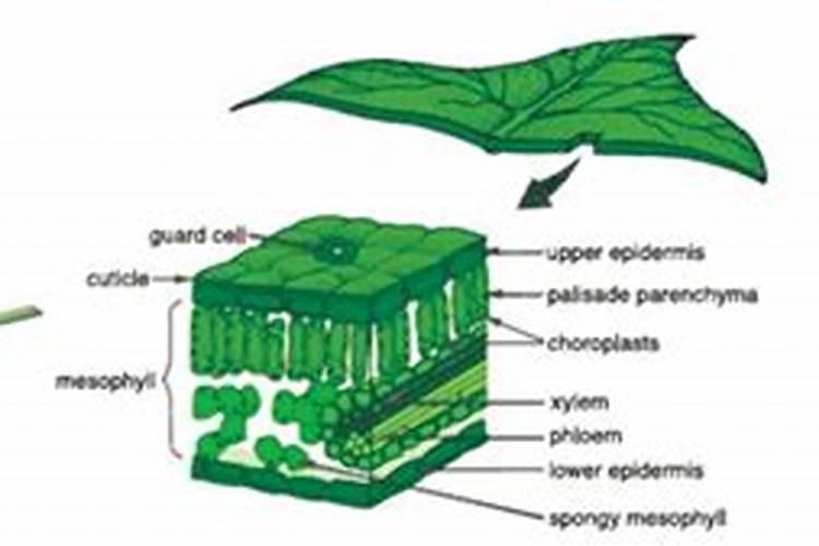 什么是叶面肥料 叶面肥料的作用原理是什么