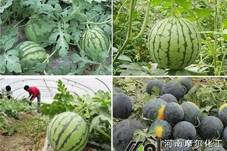 如何种植提高西瓜产量和品质(西瓜怎么施肥能增产增甜)