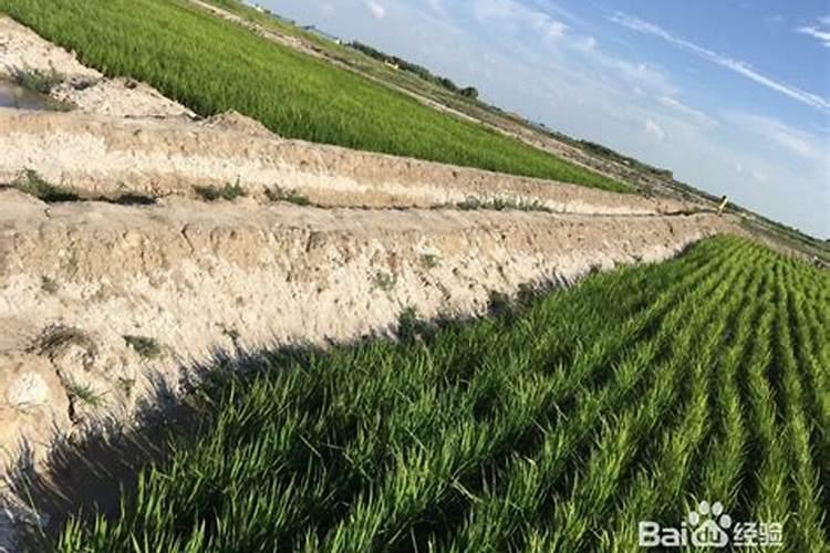 什么肥料可以治盐碱地