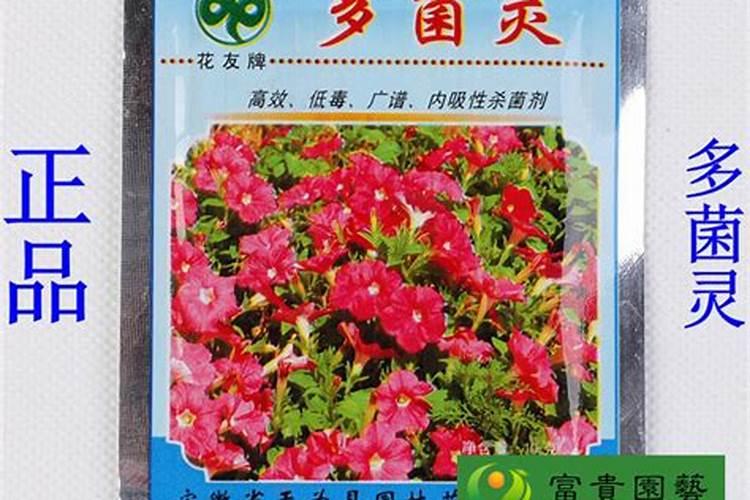 茄子根腐病如何防治