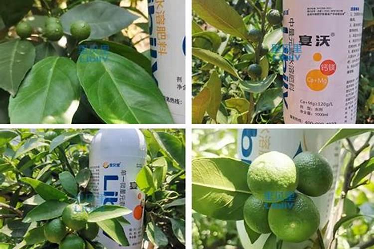 种柑橘用什么肥料最好