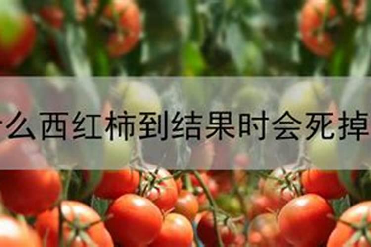 冬季大棚番茄如何浇水施肥