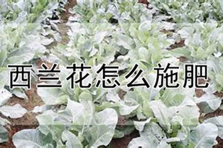 西兰花施肥用什么肥料