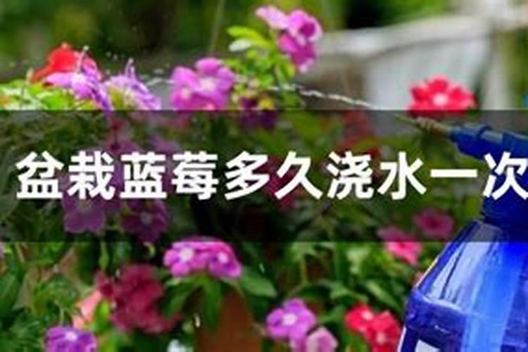 月季小苗一年长成大苗有教程学习