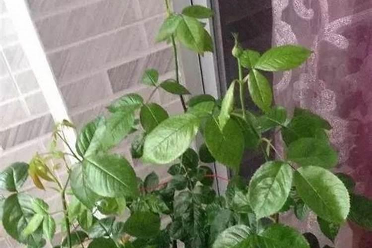我的三角梅疯狂的长枝叶,会不会影响开花？