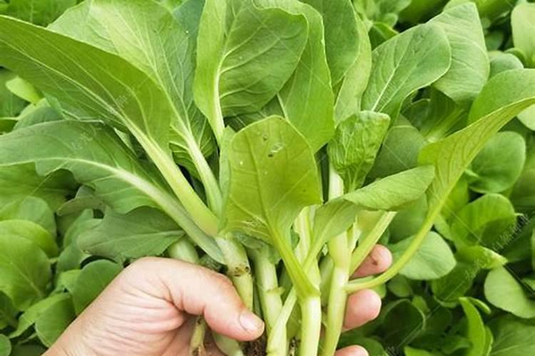 青菜施什么肥最好