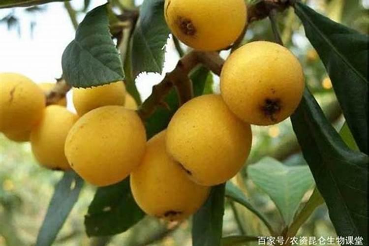 果树膨果肥要高钾吗