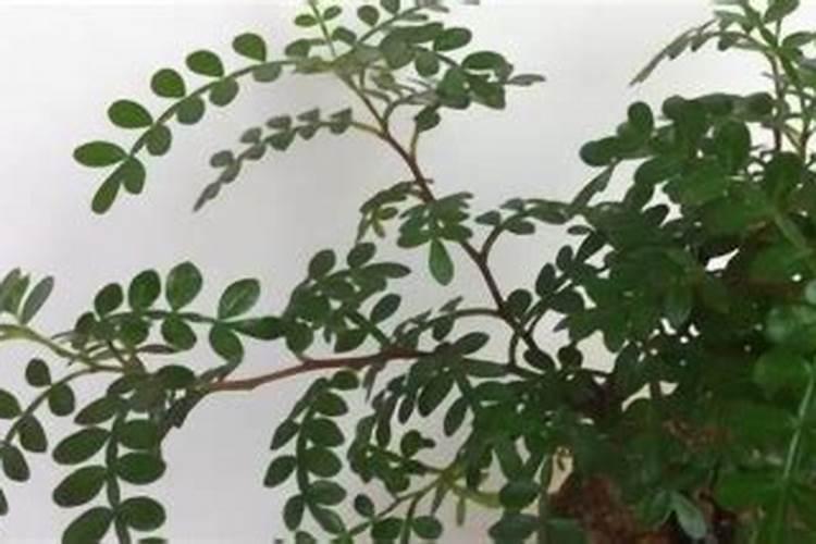 除杂草用什么除草剂最好