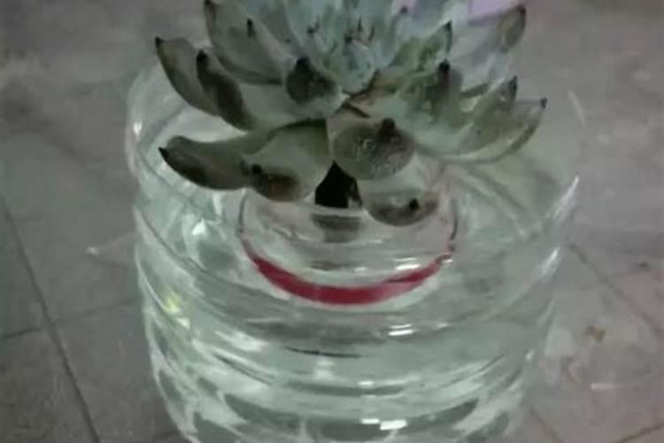红糖叶面肥都适合哪些作物使用？使用时都有哪些注意事项？