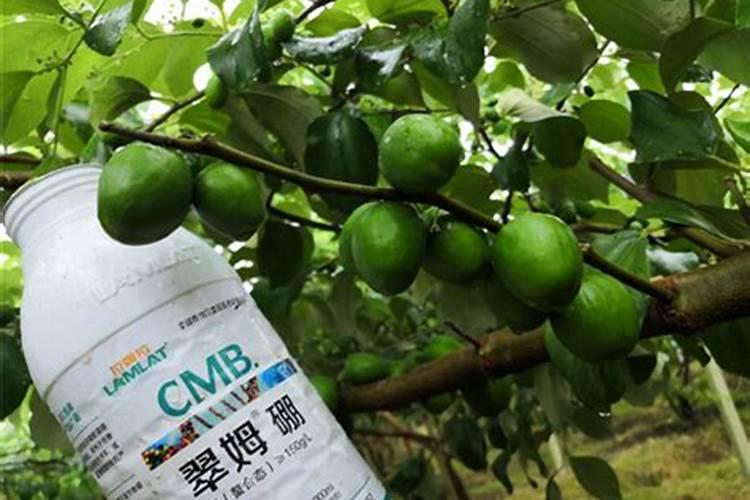 硼肥的最佳使用时期