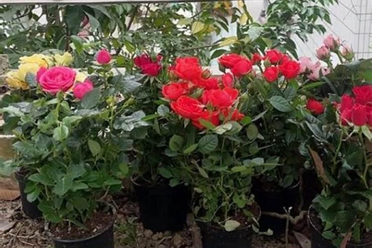 菜籽饼适合给什么菜施肥？ 菜籽饼施肥的植物介绍