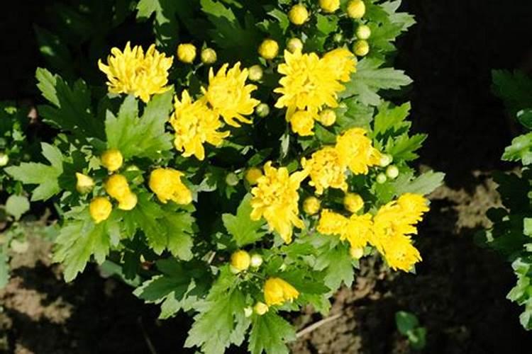 菜籽饼施肥的植物介绍 菜籽饼适合给什么菜施肥