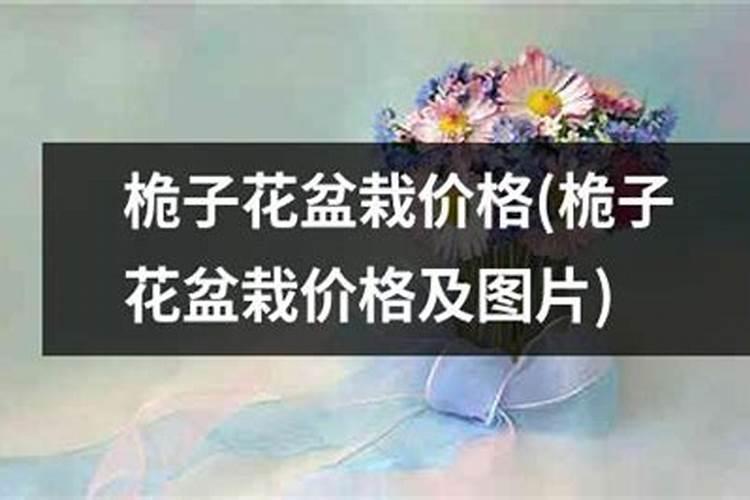 栀子花最好的肥料是什么怎么施？