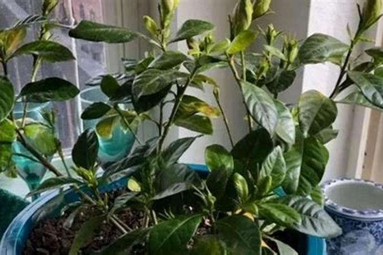 栀子花用什么肥料最好,怎么施肥