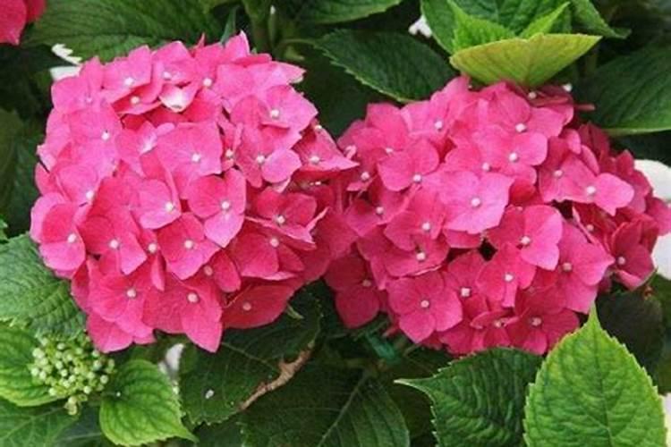 绣球专用肥适合别的花卉吗？