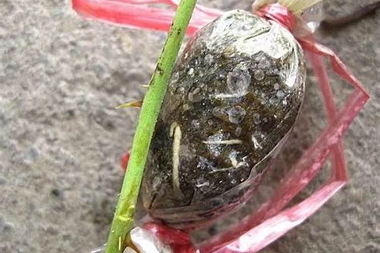 月季花压枝的方法(月季花压枝方法图片)