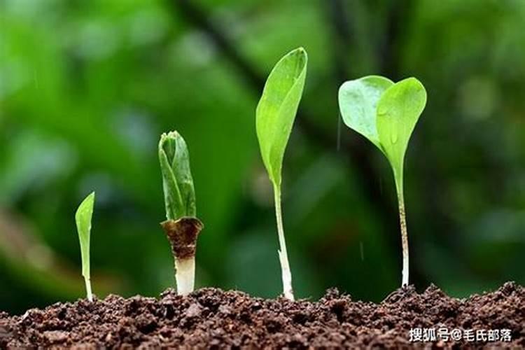 硼肥在没有光合的作用下能被果树吸收吗？