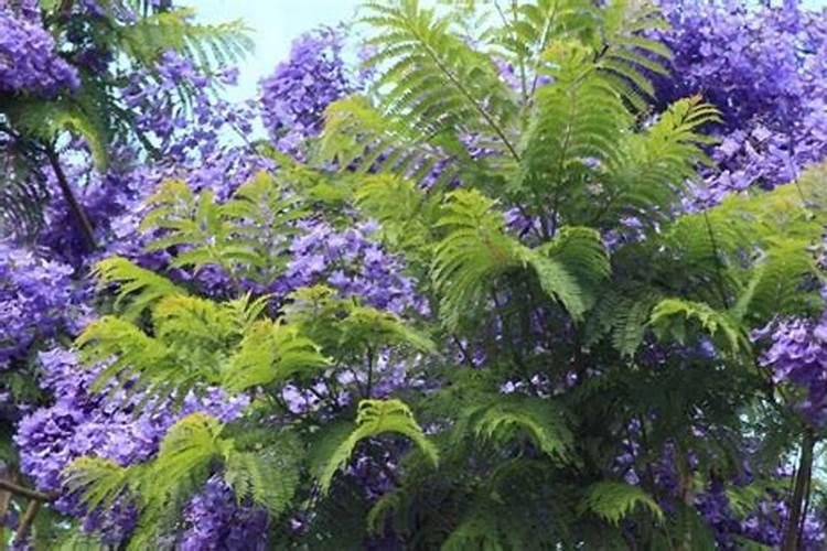 蓝花楹一年开几次花