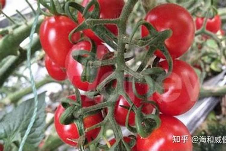 什么水溶肥最好