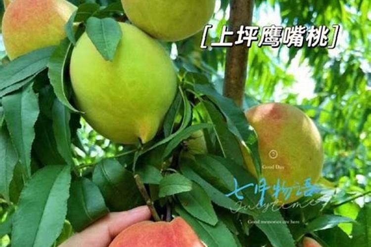 鹰嘴桃的果期有多长？果期养护管理方法