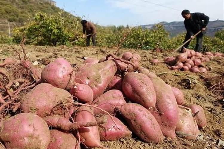 红薯膨大期要合理追肥,怎么追肥好？