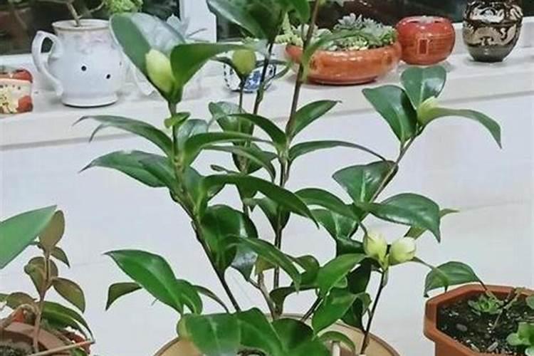 茶花发芽了怎么养 茶花发芽后如何养护