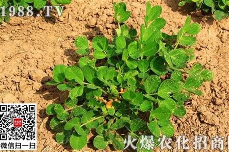 种了好多花生,用点什么肥料能长的更大,结的花生更多一点啊？