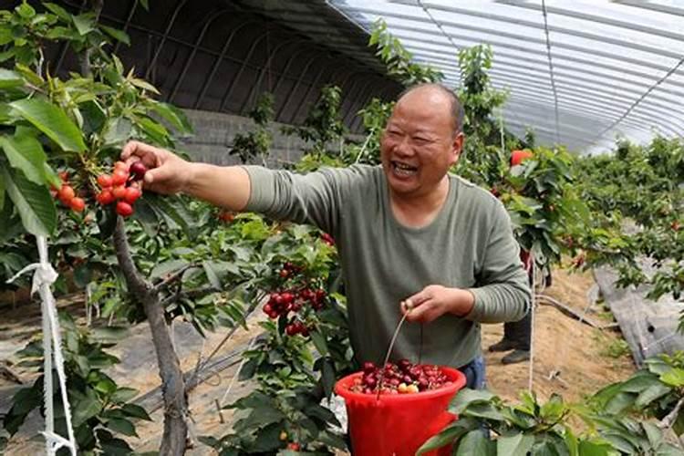 大棚种的樱桃在花期建议冲什么肥？