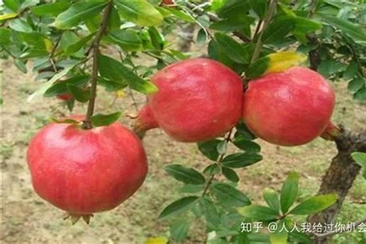 石榴结果之际是否可以进行施肥操作