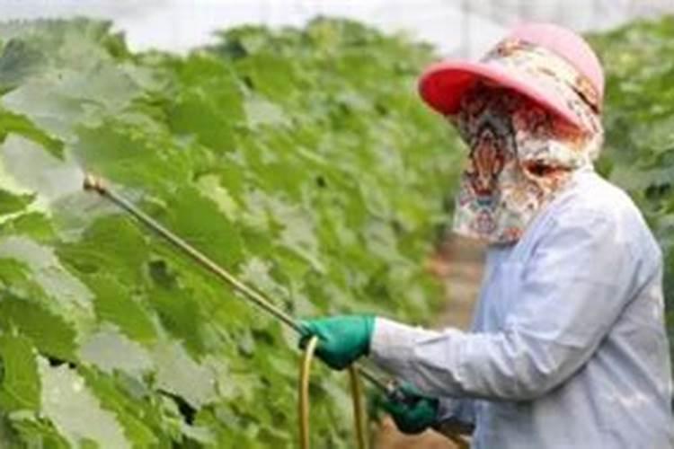 在葡萄生长期内,微量元素锌、硼、钙的使用有什么讲究？