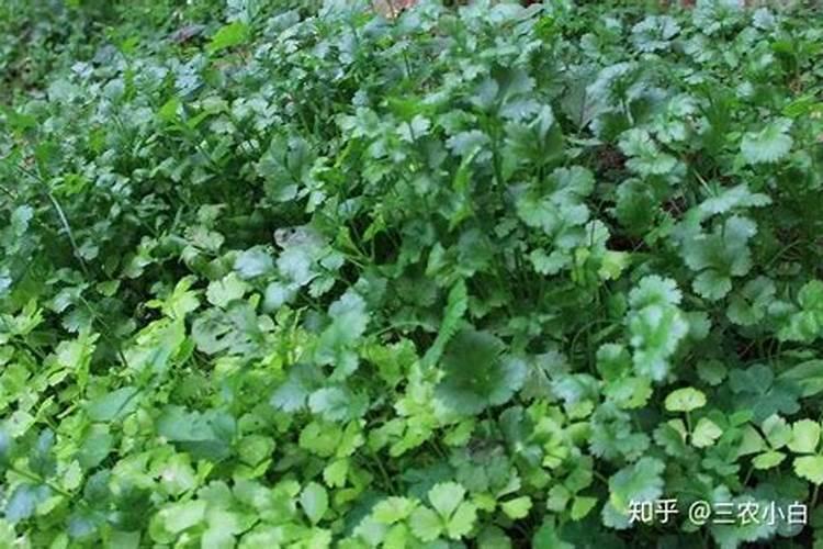 香菜反季节种植越来越多,香菜反季节栽培有什么好的方法？