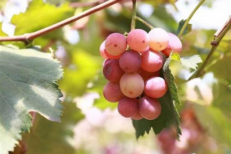 蔬菜在移栽定植的时候,怎样才能做到不死苗？