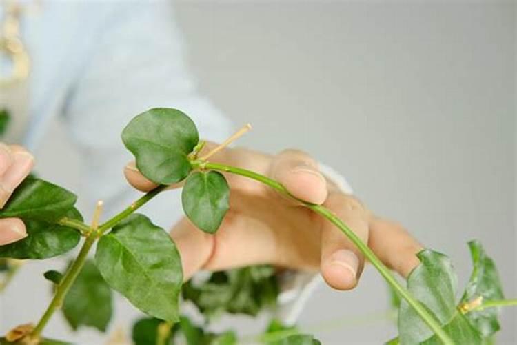 磷酸二氢钾和硼钼叶面肥能用来喷茉莉花吗？
