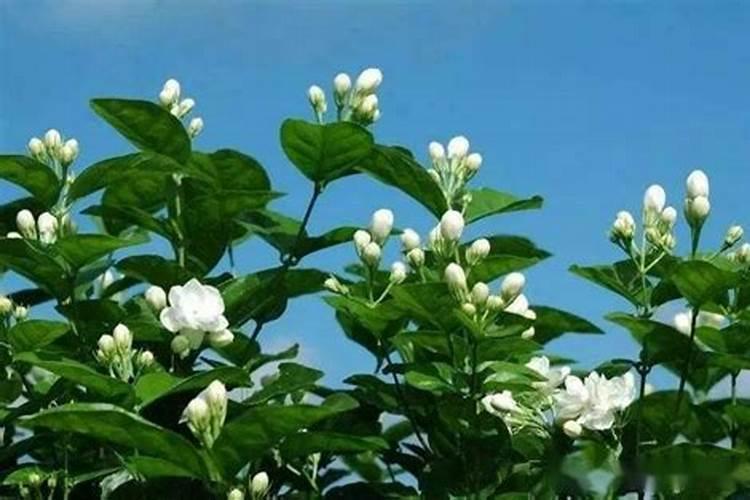 茉莉花刚发芽需要施肥吗？茉莉花开始发芽后怎么施肥