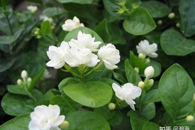 茉莉花花期可以喷洒叶面肥和防止虫害的药吗