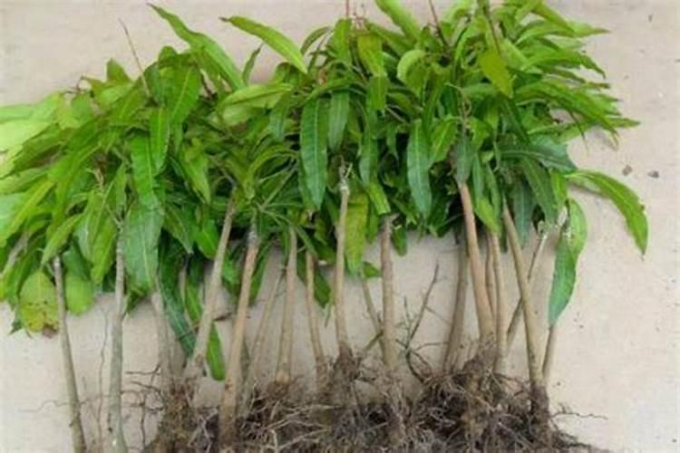 杉树苗移栽可用磷肥沾根吗？